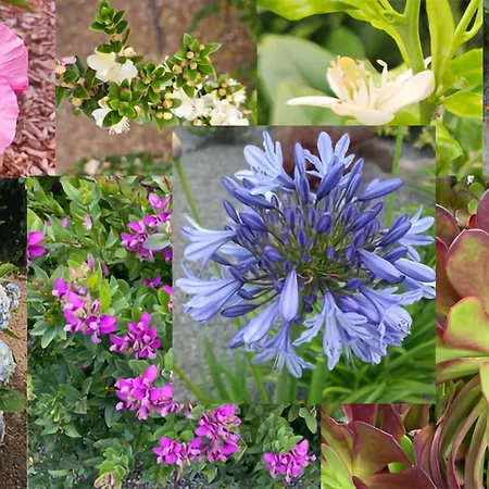 Vakantiehuis Garden Golf Tenerife